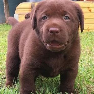 Meet your Posher, Rylie